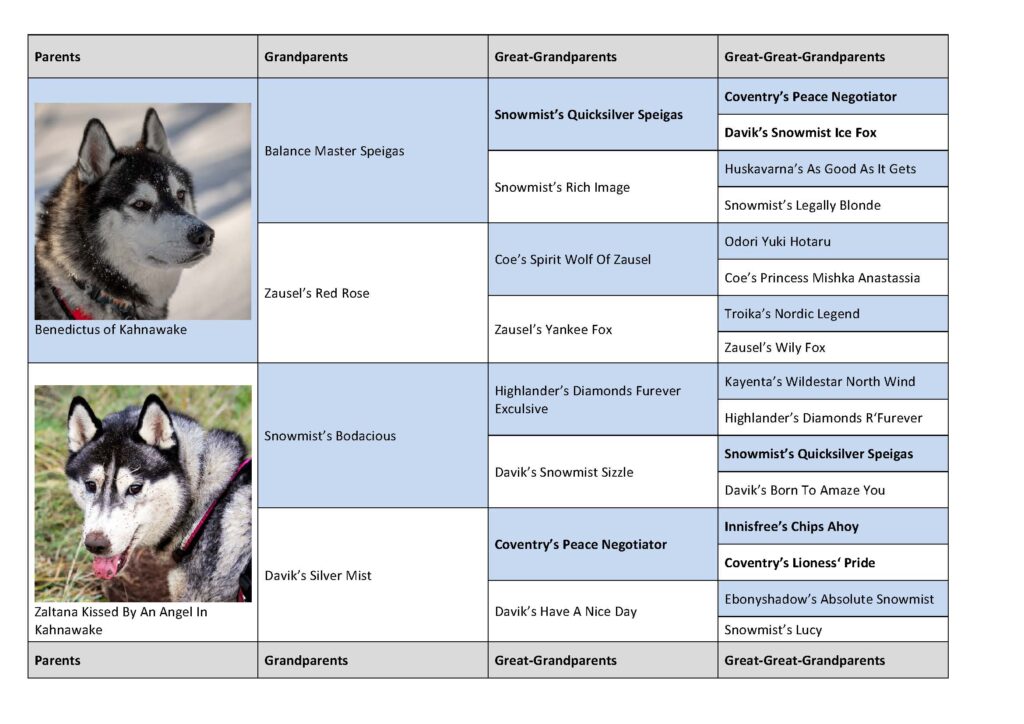 Pedigree of planned Litter H (Tio x Ezri)