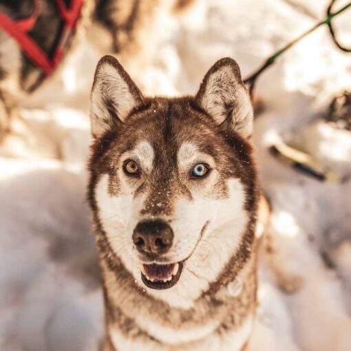 Happy birthday, Kira!