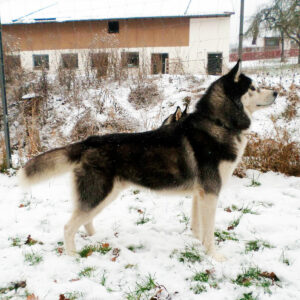 Inner Vision Carbon Monoxide - "Shakaar"