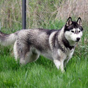 MBISP Zaltana Kissed By An Angel In Kahnawake - "Ezri"