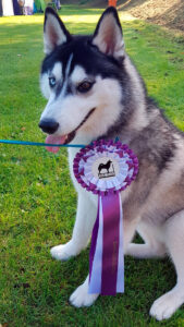 MBOB Puppy Felicity Of Kahnawake "Feli"