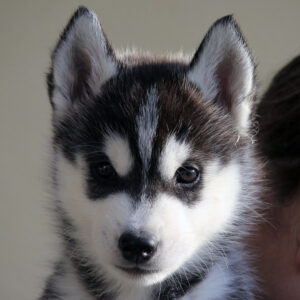 Gerwich Of Kahnawake aka Gary