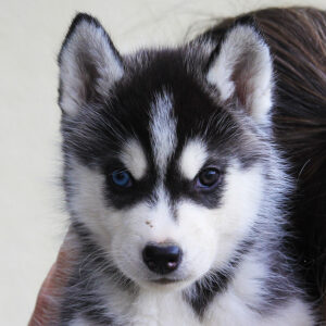 Gladys Of Kahnawake aka Kayleigh