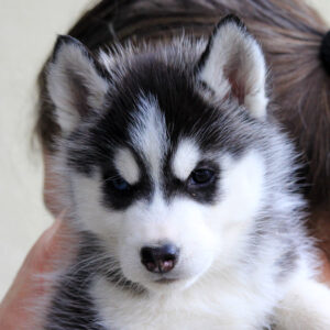 Gracia Of Kahnawake aka Snow