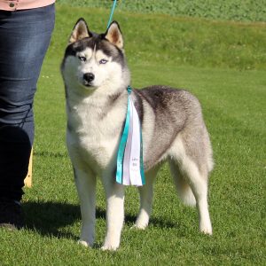 BISS MCh Inner Vision Wolfblood