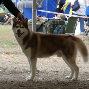 Riverjunction's Apache In Savannah Town