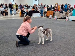 CACIB KA Sa, 13.11.2022:  Feli im Ring