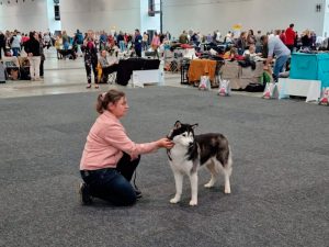 CACIB KA Sa, 13.11.2022: Shakaar im Ring