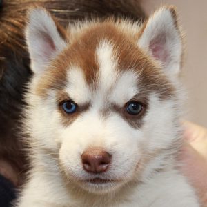 Harold Bluetooth Of Kahnawake called Floki