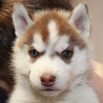 Harold Bluetooth Of Kahnawake "Floki"