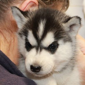 Hedwig Of Kahnawake called Hedda