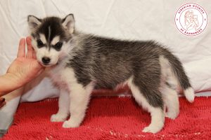 Heloise Of Kahnawake