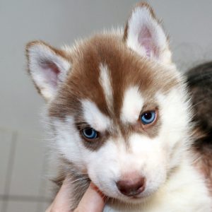 Hermione Of Kahnawake called Leeta