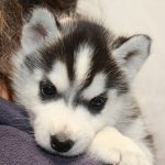 Hyacinth Of Kahnawake "Halo"