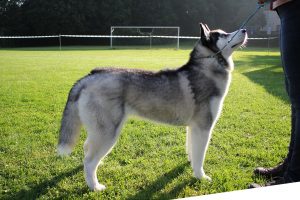 Felicity Of Kahnawake (Feli)