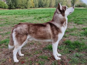 Riverjunction's Chinook Of Arctic Fire (Chinook)