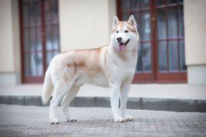 Inyabu Marvel (Thor)