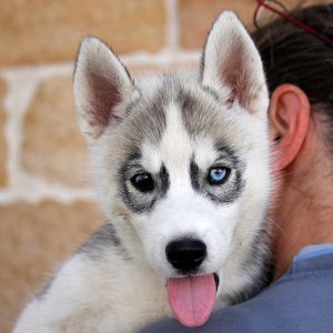 Innocent Of Kahnawake "Milou" at 9 weeks