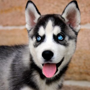 Ismael Of Kahnawake "Ismael" 9 Wochen alt