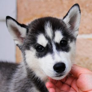 Ignatius Of Kahnawake "Ignaz" at 9 weeks