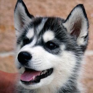 Ivo Of Kahnawake "Inuk" at 9 weeks