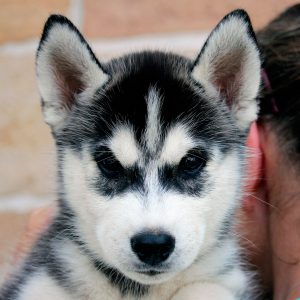 Isidore Of Kahnawake "Kenai" 9 Wochen alt