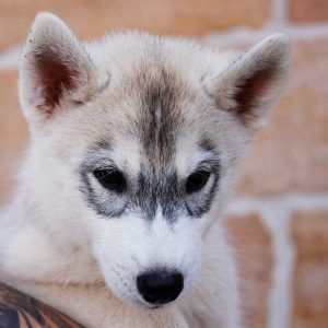 Ibar Of Kahnawake "Tofu" at 9 weeks