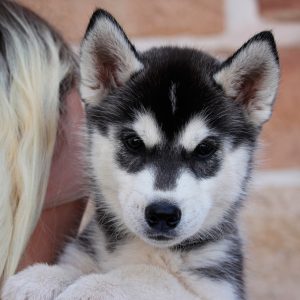 Isabella Of Kahnawake "Erza" at 9 weeks