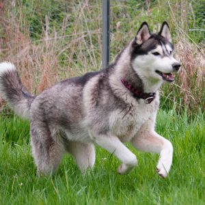 BISP Zaltana Kissed By An Angel In Kahnawake "Ezri"