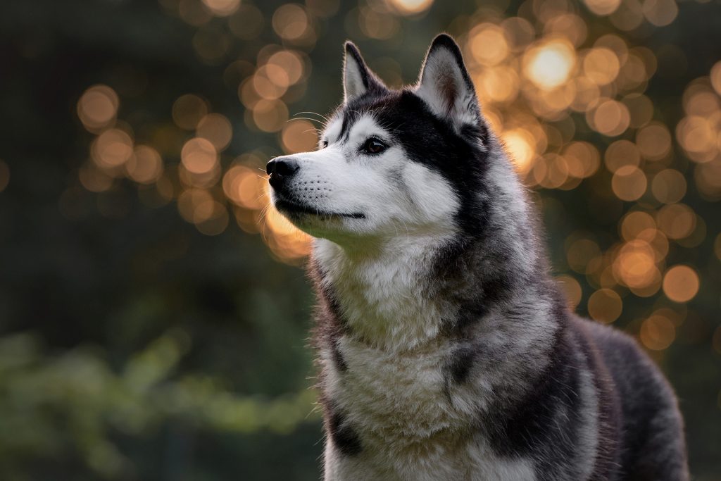 Ger.Ch. Inner Vision Carbon Monoxide "Shakaar" - (c)Jana Helweg