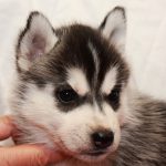 Heloise Of Kahnawake "Kira"