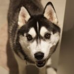 Hedwig Of Kahnawake "Hedda"