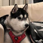 Heloise Of Kahnawake "Kira"