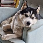 Hyacinth Of Kahnawake "Halo"