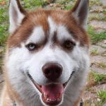 Harold Bluetooth Of Kahnawake "Floki"