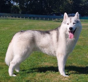 GJW23 GerJCh GerCh The North's Wind Savannah des Sarmentins "Mika"