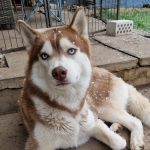 Hermione Of Kahnawake "Leeta"