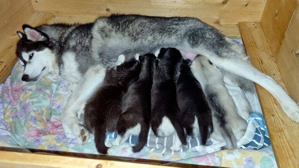 Ronja und die Jul-chen im Alter von 3 Wochen