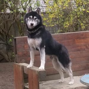 Nakoa (Vijayam Chrincally Beautiful), sire of the expected litter