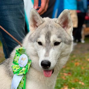 Tyra (Josepha of Kahnawake), dam of the expected litter