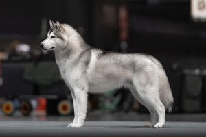 MCh Adrenalin Rush Of Siberian Lady