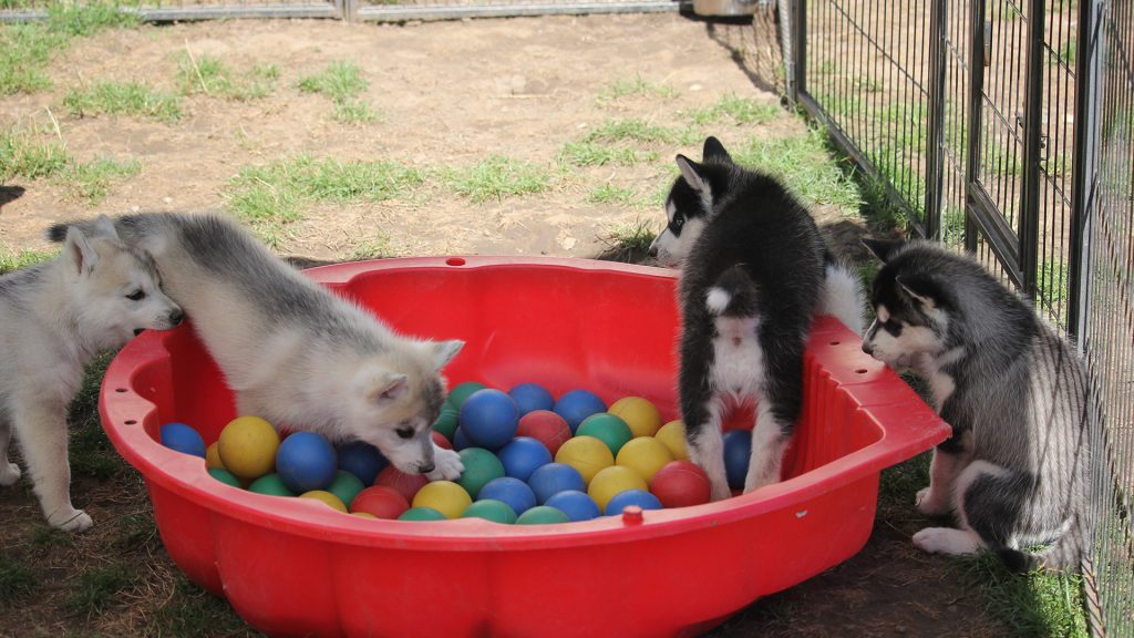 Die Welpen spielen im Garten