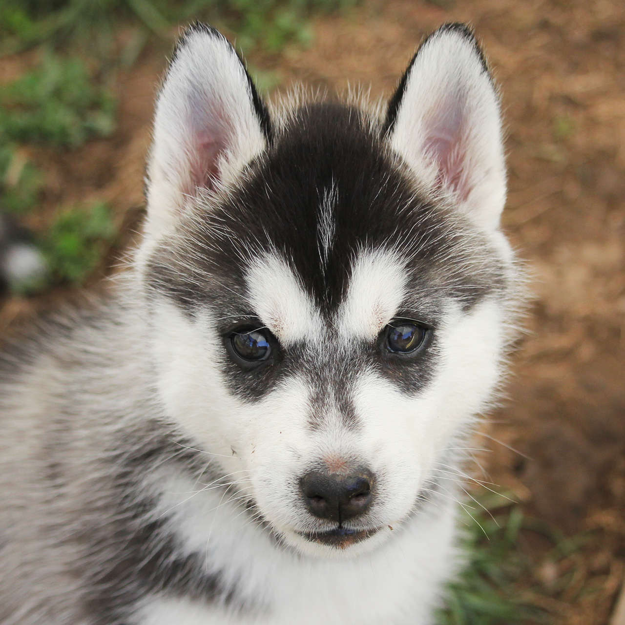 Nikita Of Kahnawake