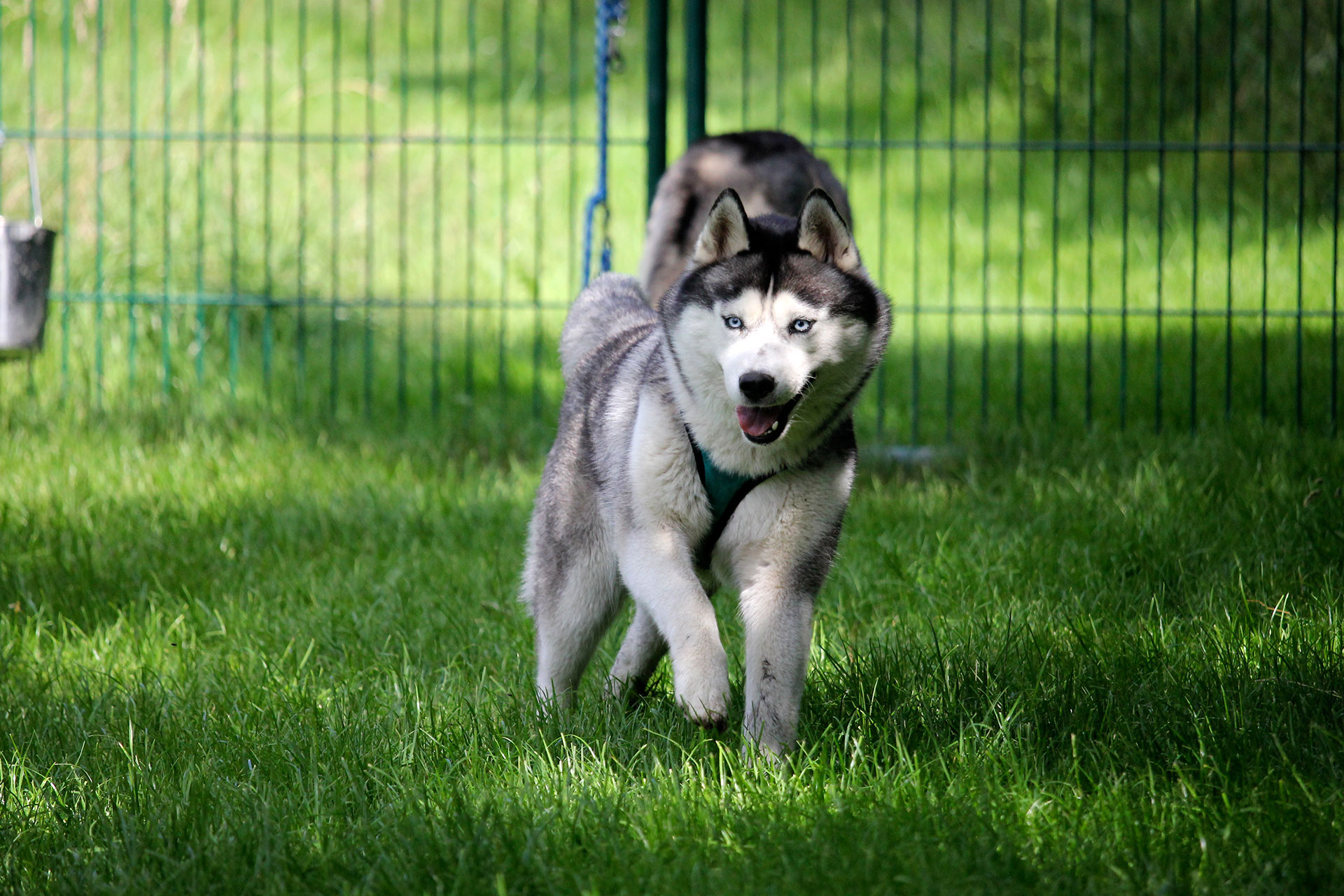 Spaß im Auslauf Spaß im Auslauf