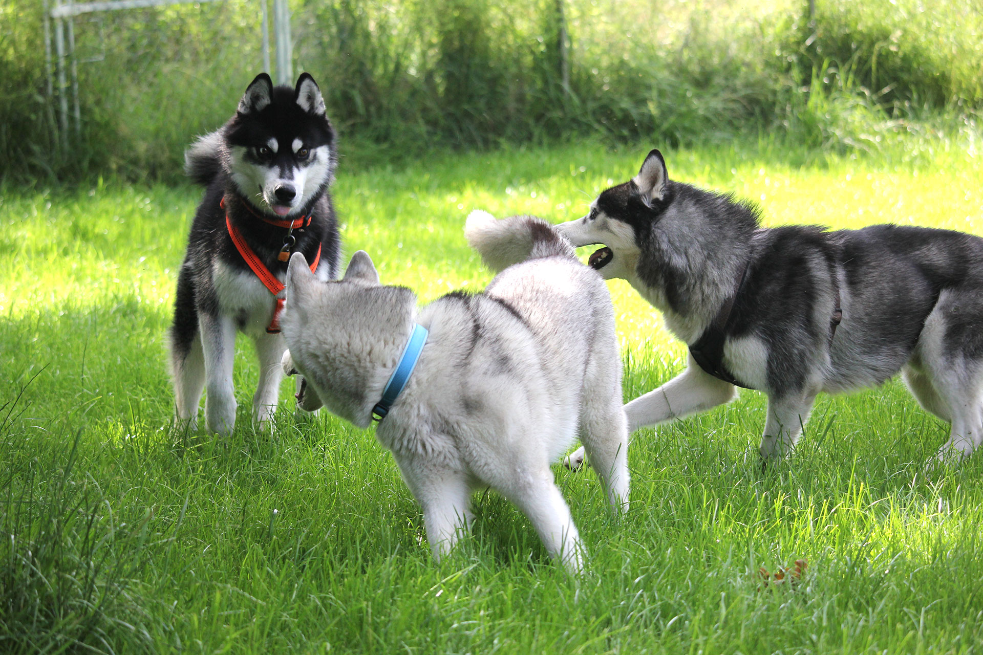 Spaß im Auslauf Spaß im Auslauf
