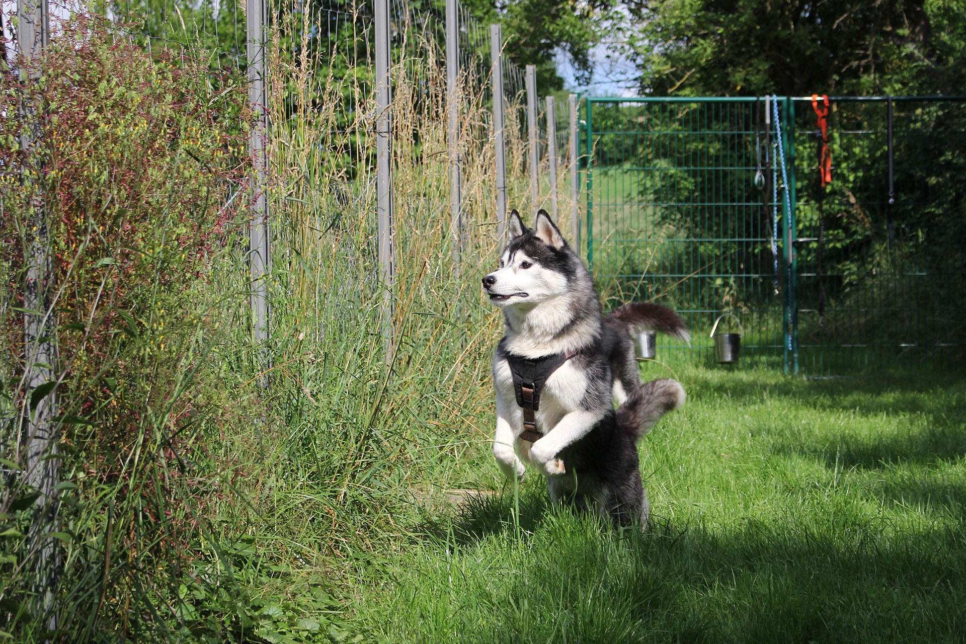 Spaß im Auslauf Spaß im Auslauf