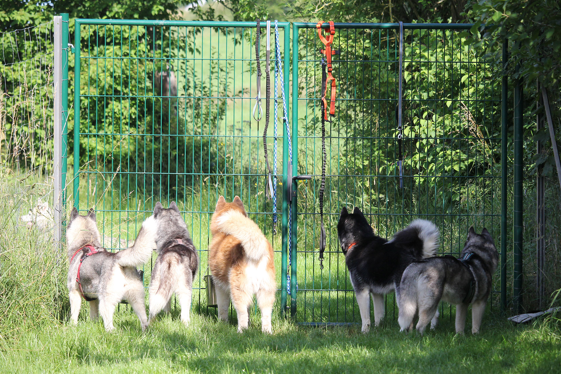 Spaß im Auslauf Spaß im Auslauf