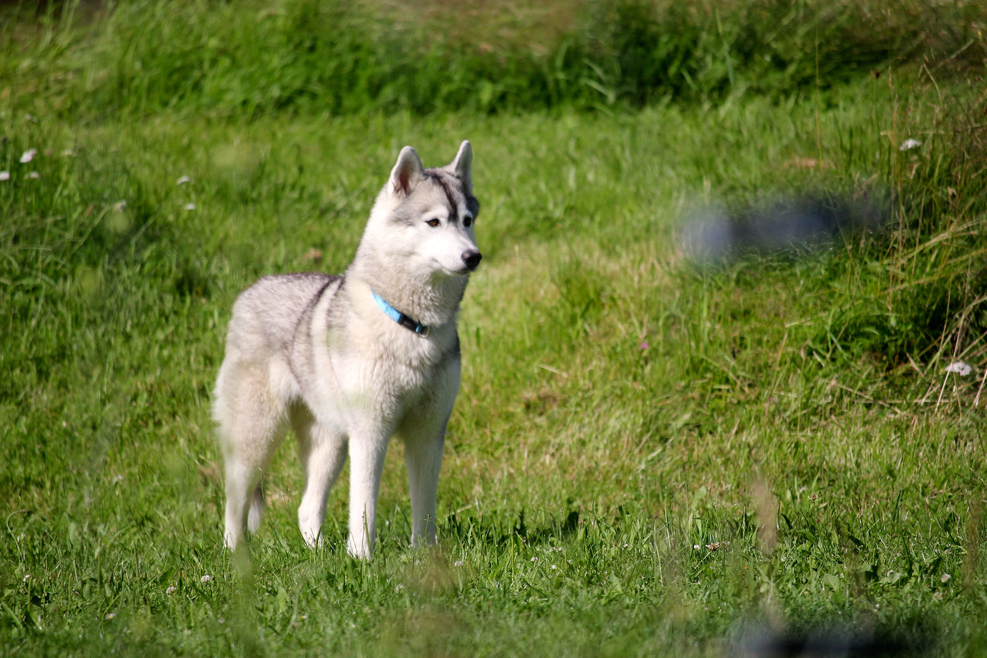Spaß im Auslauf Spaß im Auslauf