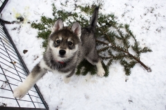 Spaß im Schnee / Snow Fun