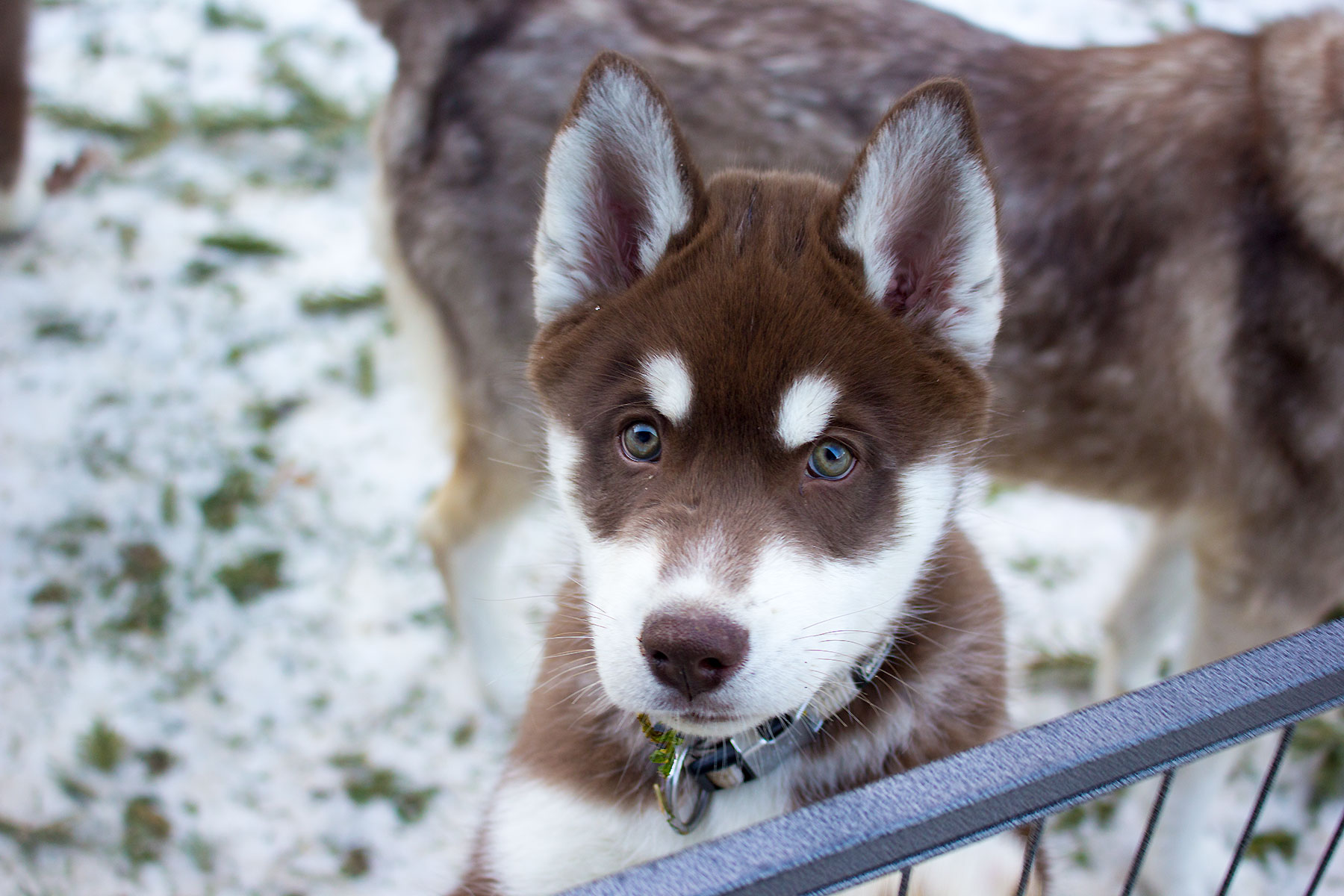 A-Wurf / Litter A A-Wurf / Litter A